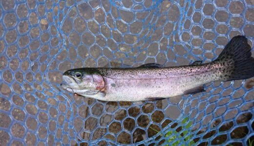 管理釣り場のススメ。これからタックルを揃えたい方へ【ライン編】